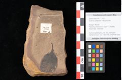 Foto (Objekt + Etikett) von Quercus palaeoilex Ettingshausen (NHMW-GEO-2024-0188-0742)